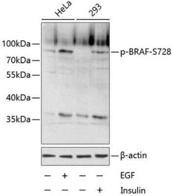 Western Blot: B-Raf [p Ser728] AntibodyBSA Free [NBP3-05440]